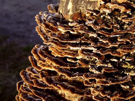 Trametes versicolor