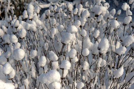 Sneeuwbloemen