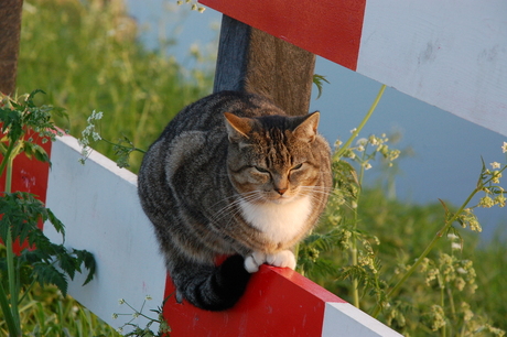 De kat uit de paal kijken