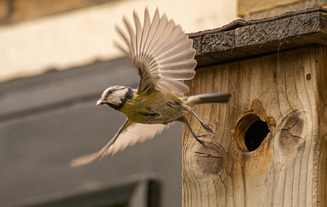 flying away