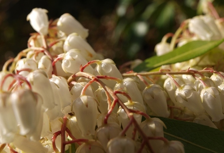 Druppelbloemen