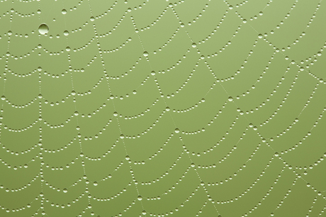 Groen Web
