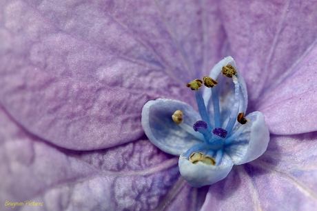 Hortensia