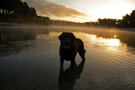 Labrador