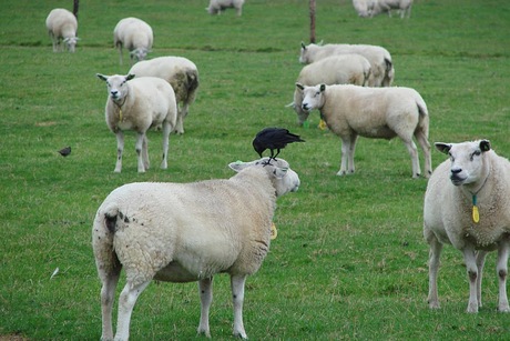 Ameland schapen