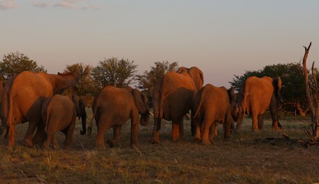 Namibie-Olifatengroep