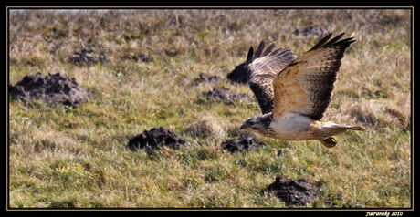 blonde buizerd in de vlucht