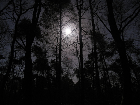 Volle maan in het bos