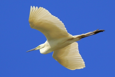 Grote zilverreiger