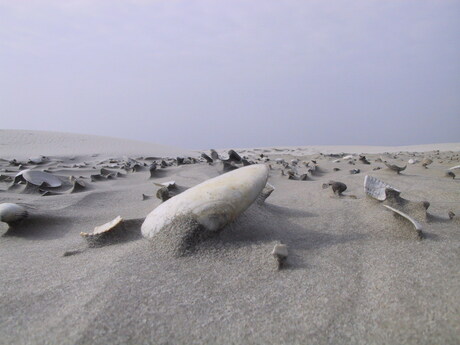 Op het goudgele strand van Ameland