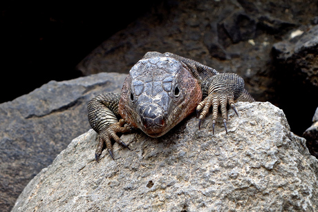 Hagedis Gran Canaria