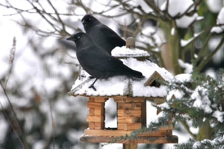 Kraaien veroveren vogelhuis