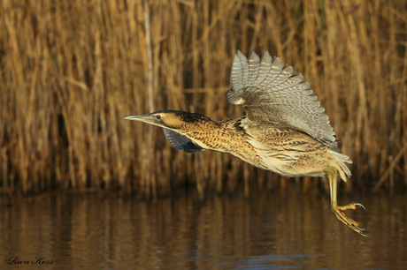 Roerdomp vliegt over het water.