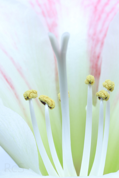 Amaryllis Variaties 1