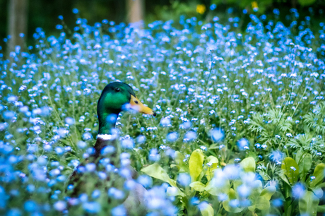 Eendje in het blauw :)