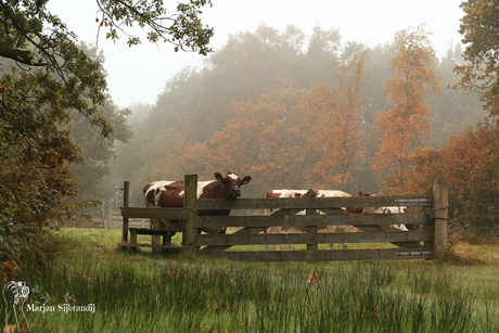 Koeien in de wei met mist.