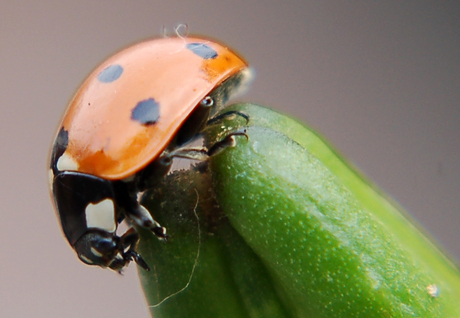 "Adalia Bipunctata"