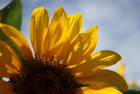 Zonnebloem in vol ornaat