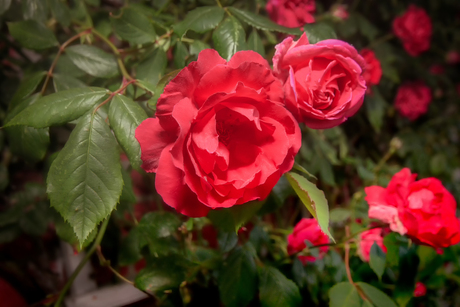 red roses