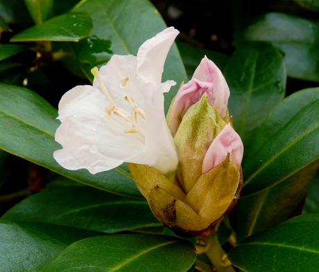 Rhododendron