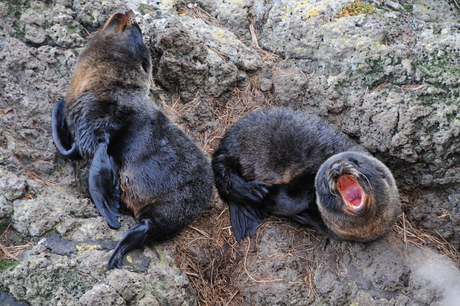 Baby Fur Seals