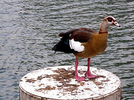 ROTTERDAM ZUID 04-10-2011 NIJLGANS