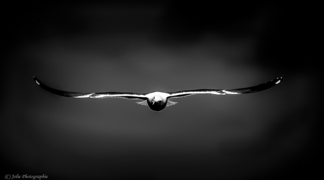 Low-Key Gull
