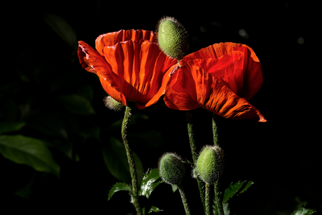 Papaver