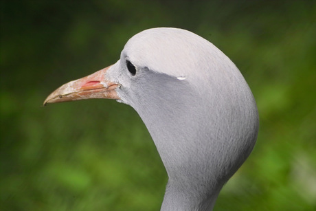 Exotische vogelkop