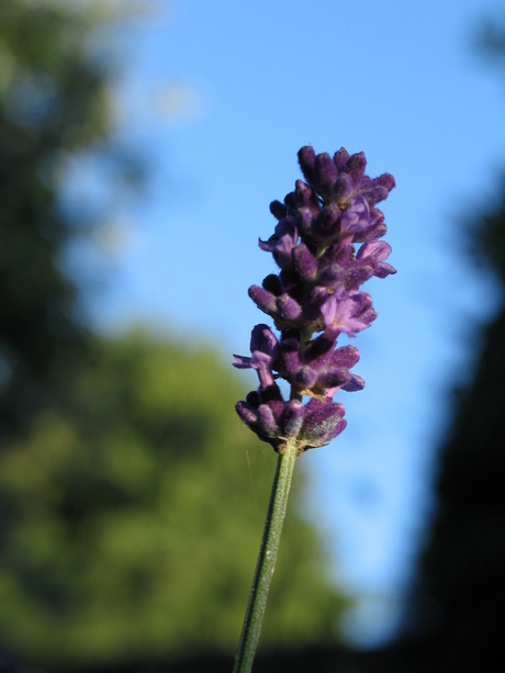 Lavendel