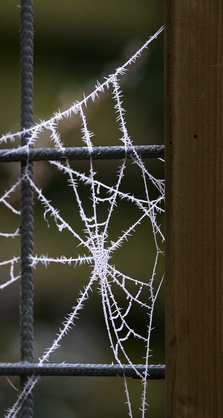 Winterweb