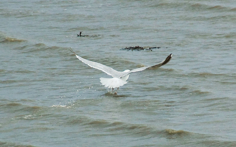 18 05 Meeuw (Fotoalbum Fauna Vogels Meeuw).jpg