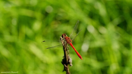 Bloedrode heidelibel mannetje