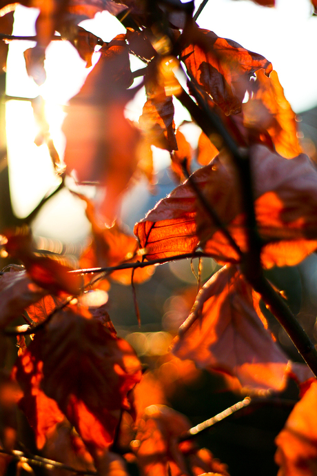 Foto van de herfst