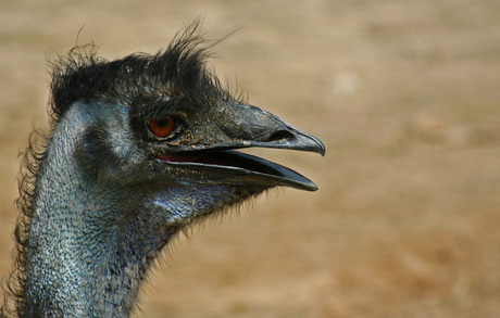 Bad Hair-day