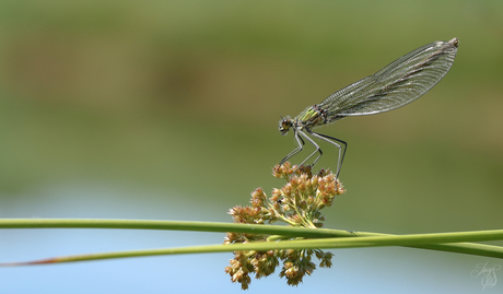 Weidebeekjuffer ♀