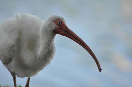 Witte ibis