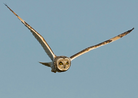 Velduil in vlucht