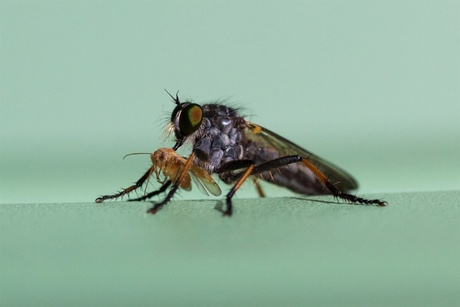Insect met prooi
