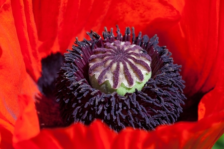 Papaver