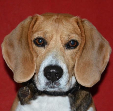 Praline de Beagle als fotomodel