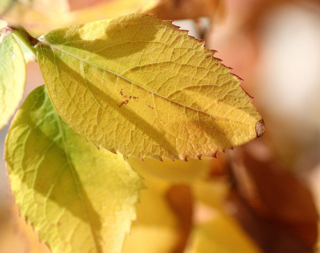 zachte herfst kleuren