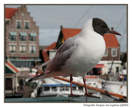 Lekker zonnen...