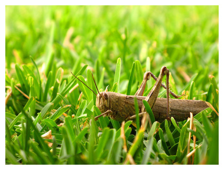 Grasshopper