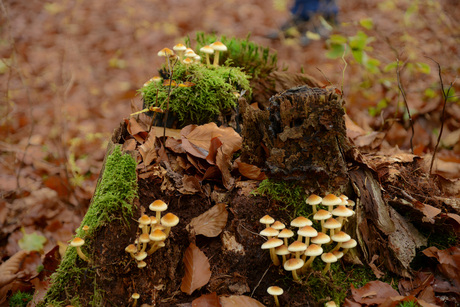 Autumn in Amerongen