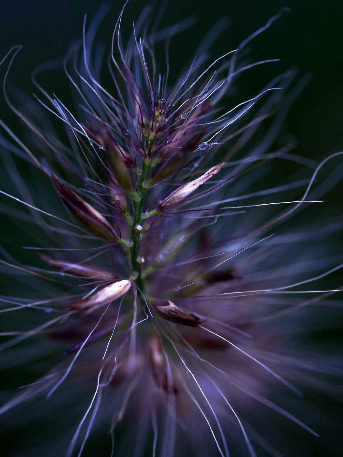 go with the flow - aan het experimenteren met belichting en de macrolens in de tuin. Heel veel mislukte foto's gemaakt maar dit pareltje zat er dan wel weer tussen. Ik  - foto door Droomsprookje op 30-10-2020 - deze foto bevat: licht, siergras