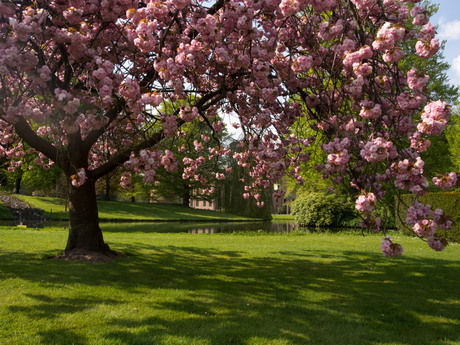 Kasteel Rosendael schemert door de uitbundige bloesem van een prunusboom
