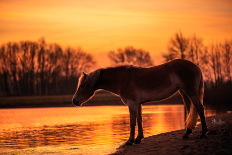 Walk at the sunrise