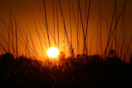 Zonsondergang Okavangodelta