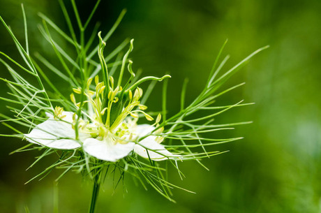 Juffertje in het groen (Nigella damascena)